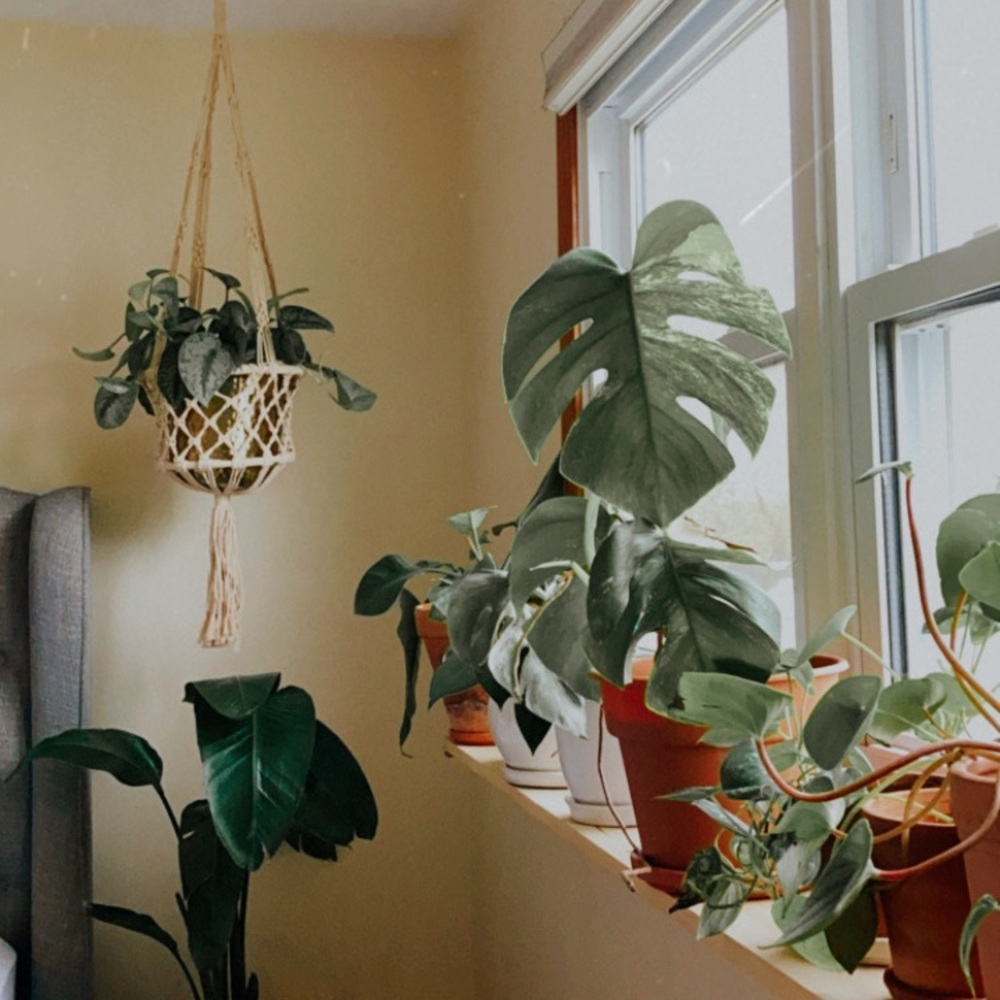 Meet your Posher, Lizzy